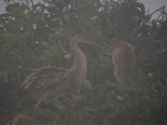 Ardea purpurea bournei