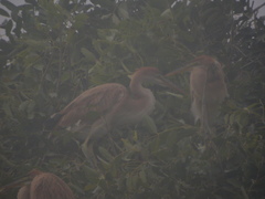 Ardea purpurea bournei