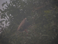 Ardea purpurea bournei