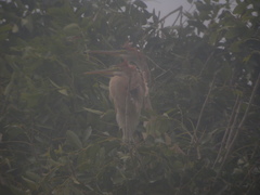 Ardea purpurea bournei