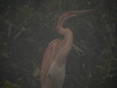 Ardea purpurea bournei