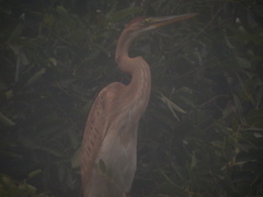 Ardea purpurea bournei