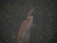 Ardea purpurea bournei