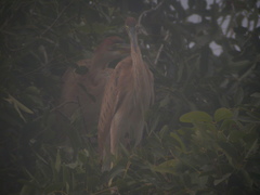 Ardea purpurea bournei
