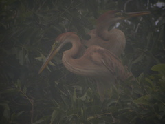 Ardea purpurea bournei
