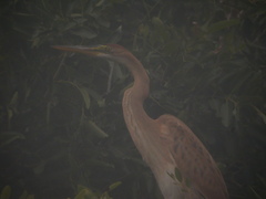 Ardea purpurea bournei