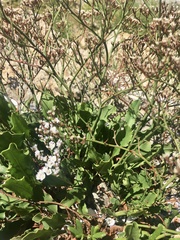 Limonium brasiliense