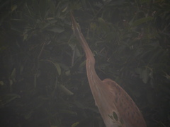 Ardea purpurea bournei