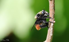 Mallophora ruficauda