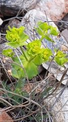 Euphorbia serrata