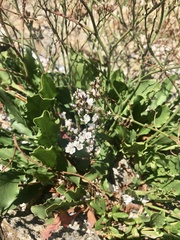 Limonium brasiliense