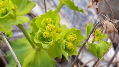 Euphorbia serrata