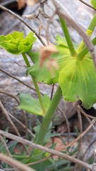 Euphorbia serrata