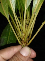 Chromolucuma cespedesiiformis