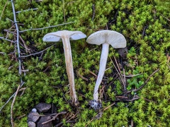 Agaricales
