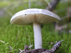 Agaricales