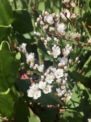 Limonium brasiliense
