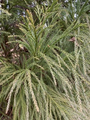 Cryptomeria