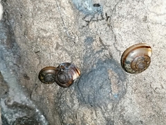 Campylaea illyrica
