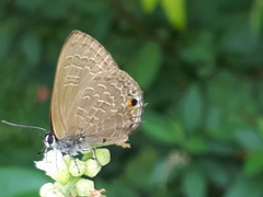 Anthene emolus goberus