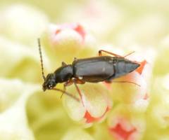 Phyllodrepoidea crenata