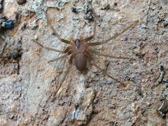 Loxosceles rufescens