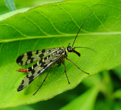 Meadow Scorpionfly, photo 2 of 10