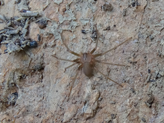 Loxosceles rufescens