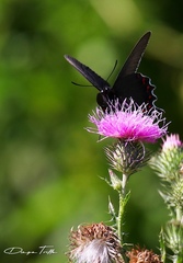 Parides bunichus