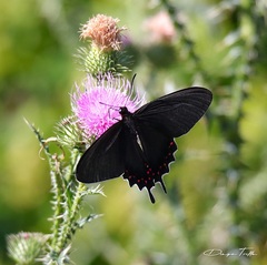 Parides bunichus