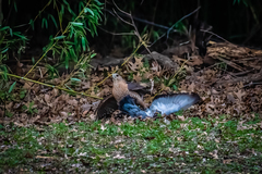 Accipiter cooperii
