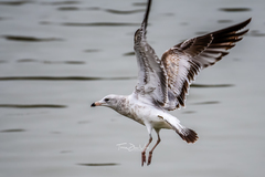 Larus delawarensis