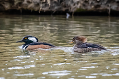 Lophodytes cucullatus