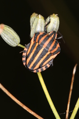 Graphosoma italicum italicum
