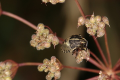 Graphosoma italicum italicum