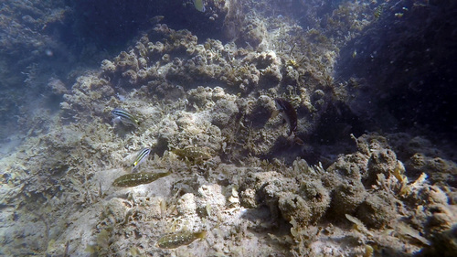 Notolabrus gymnogenis
