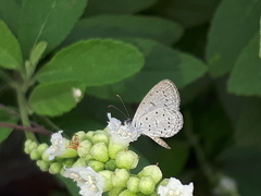 Zizula hylax pygmaea