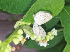 Zizula hylax pygmaea