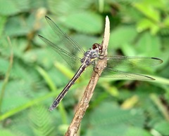 Orthemis garrisoni