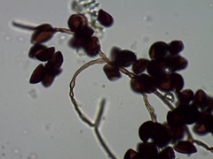 Polyschismium trevelyanii