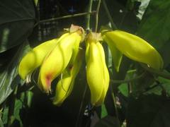 Mucuna sloanei