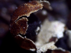 Polyschismium trevelyanii