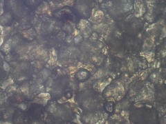 Polyschismium trevelyanii