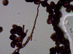 Polyschismium trevelyanii