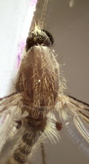 Anopheles marteri