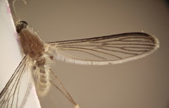 Anopheles marteri
