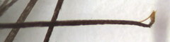 Anopheles marteri