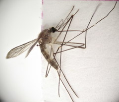 Anopheles marteri