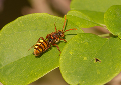 Nomada flava