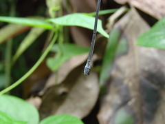 Mecistogaster linearis